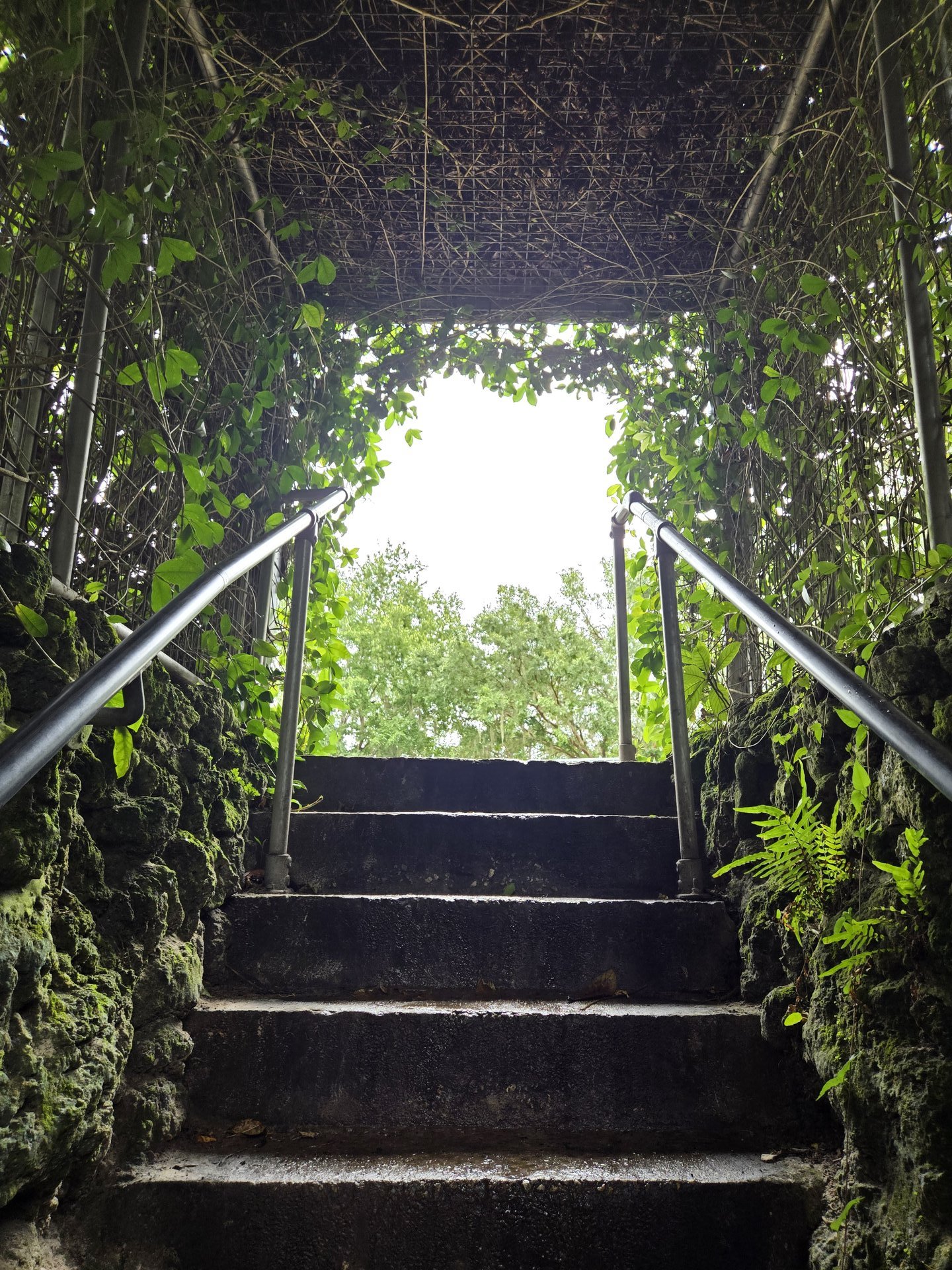 Looking up through an overgrown forest canopy during a guided forest bathing immersion