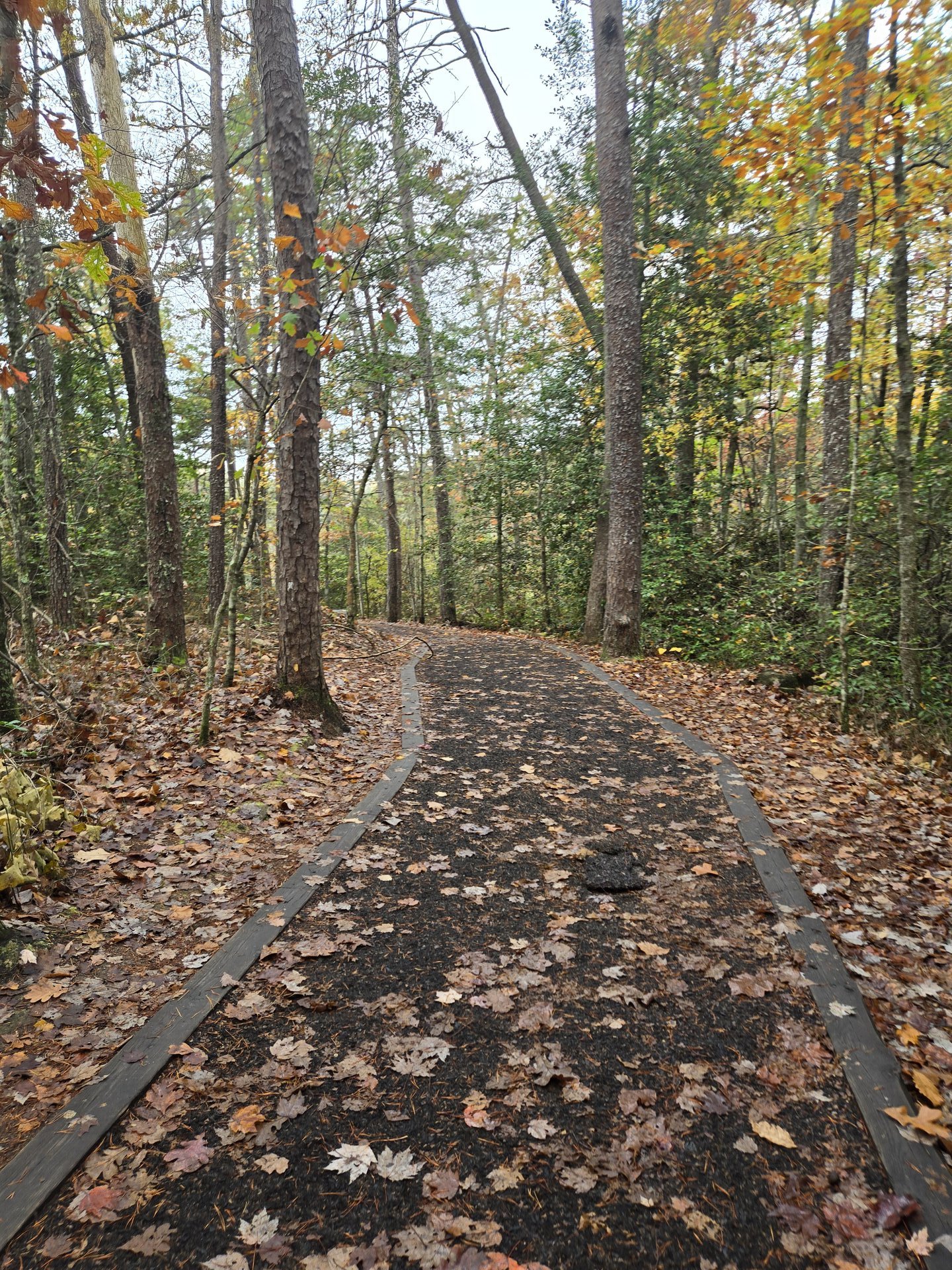 A winding forest trail with autumn foliage during a guided therapeutic hiking session