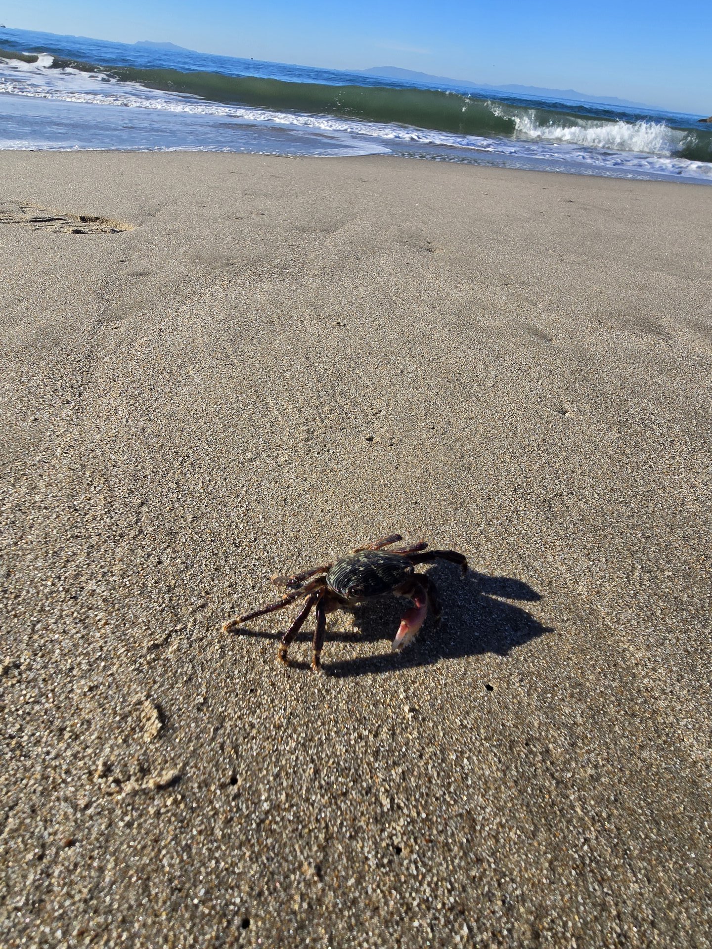 A crab moving across the beach sand — a moment of quiet natural observation on Florida's Gulf Coast