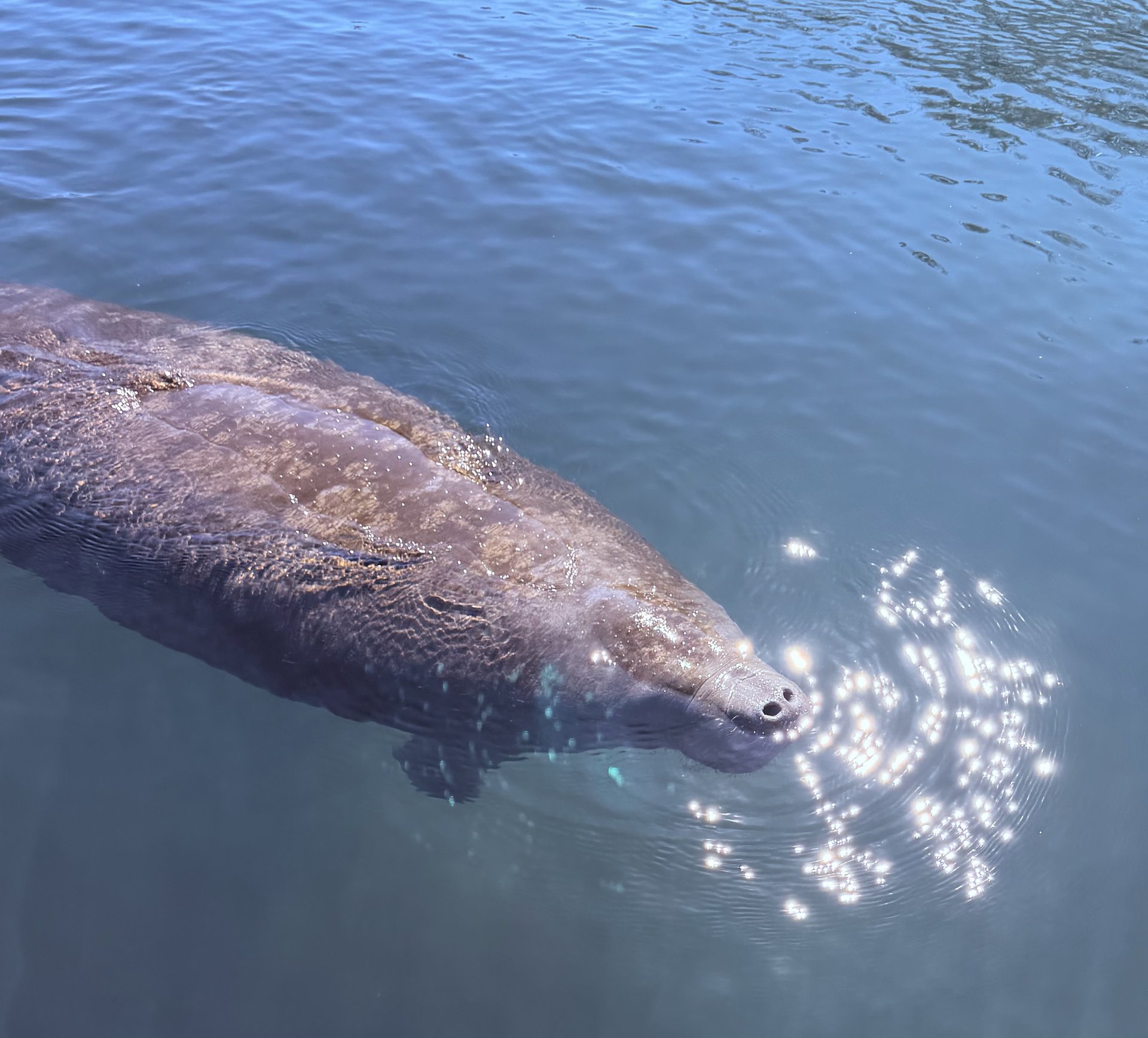 A gentle wild manatee swimming in the crystal clear waters of Crystal River, Florida